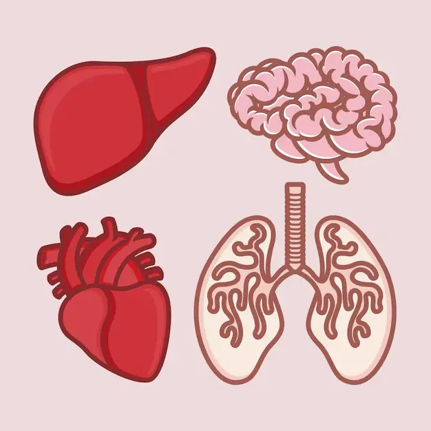 Your liver and brain recover more than you'd expect, once you give them the chance