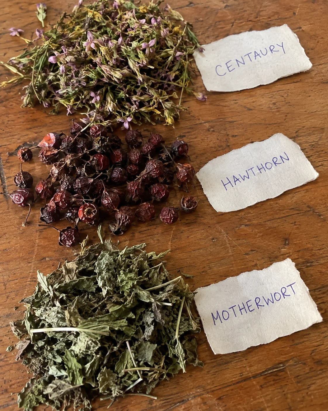 Centaury, hawthorn, and motherwort laid out on a table with handwritten labels