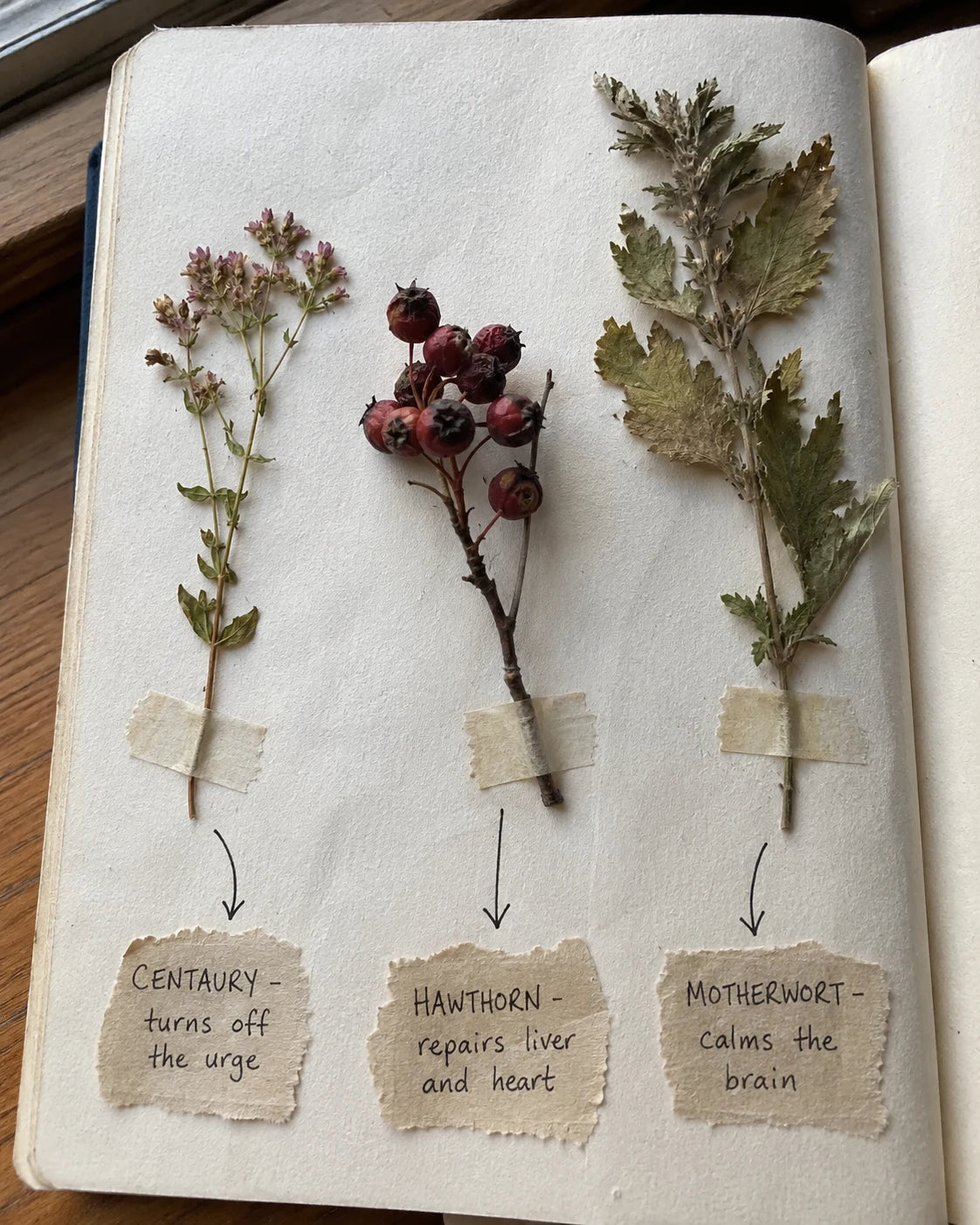 Journal page with pressed Centaury, Hawthorn Berry, and Motherwort sprigs and handwritten labels
