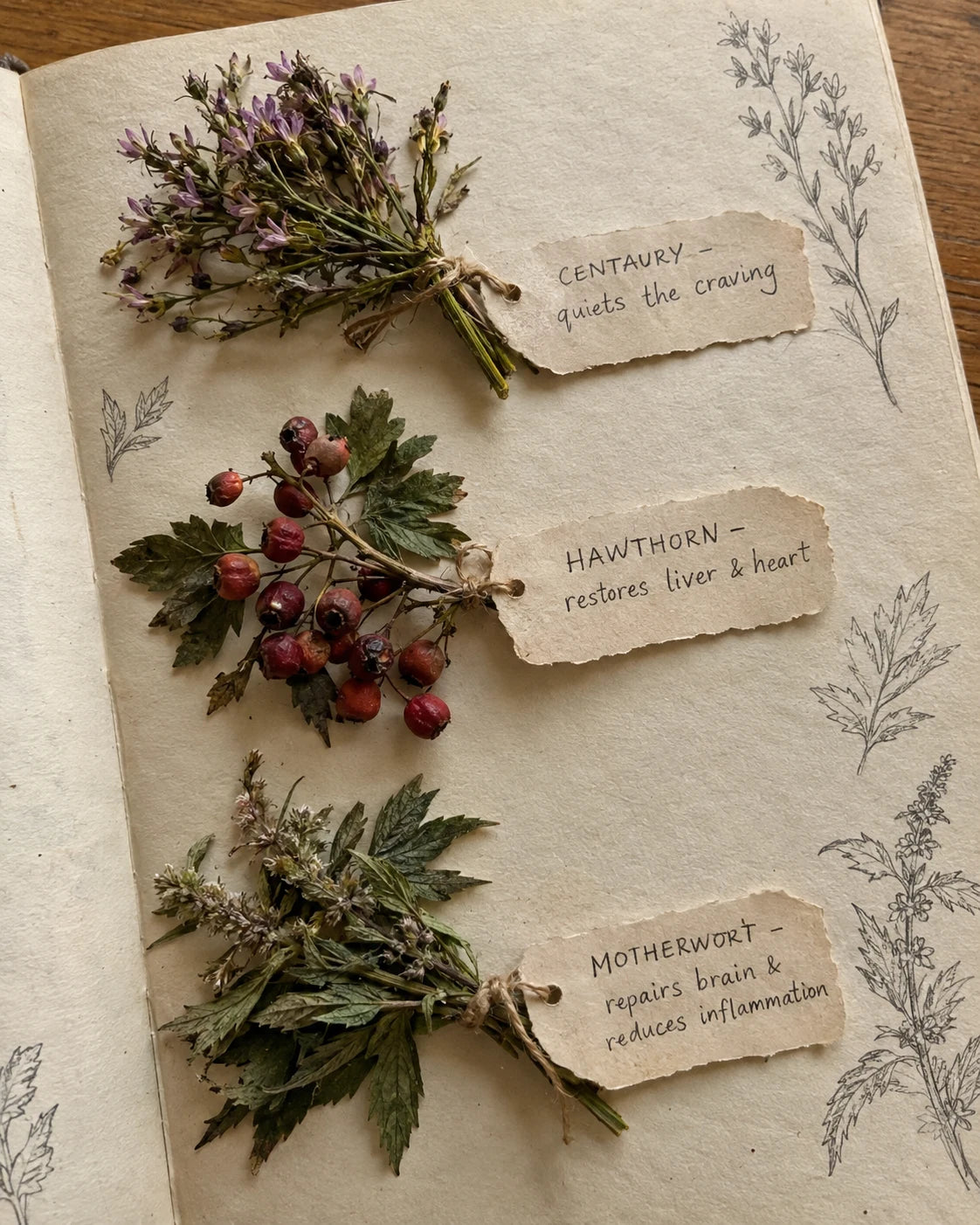 Dried centaury flowers, hawthorn berries, and motherwort leaves laid out with handwritten labels