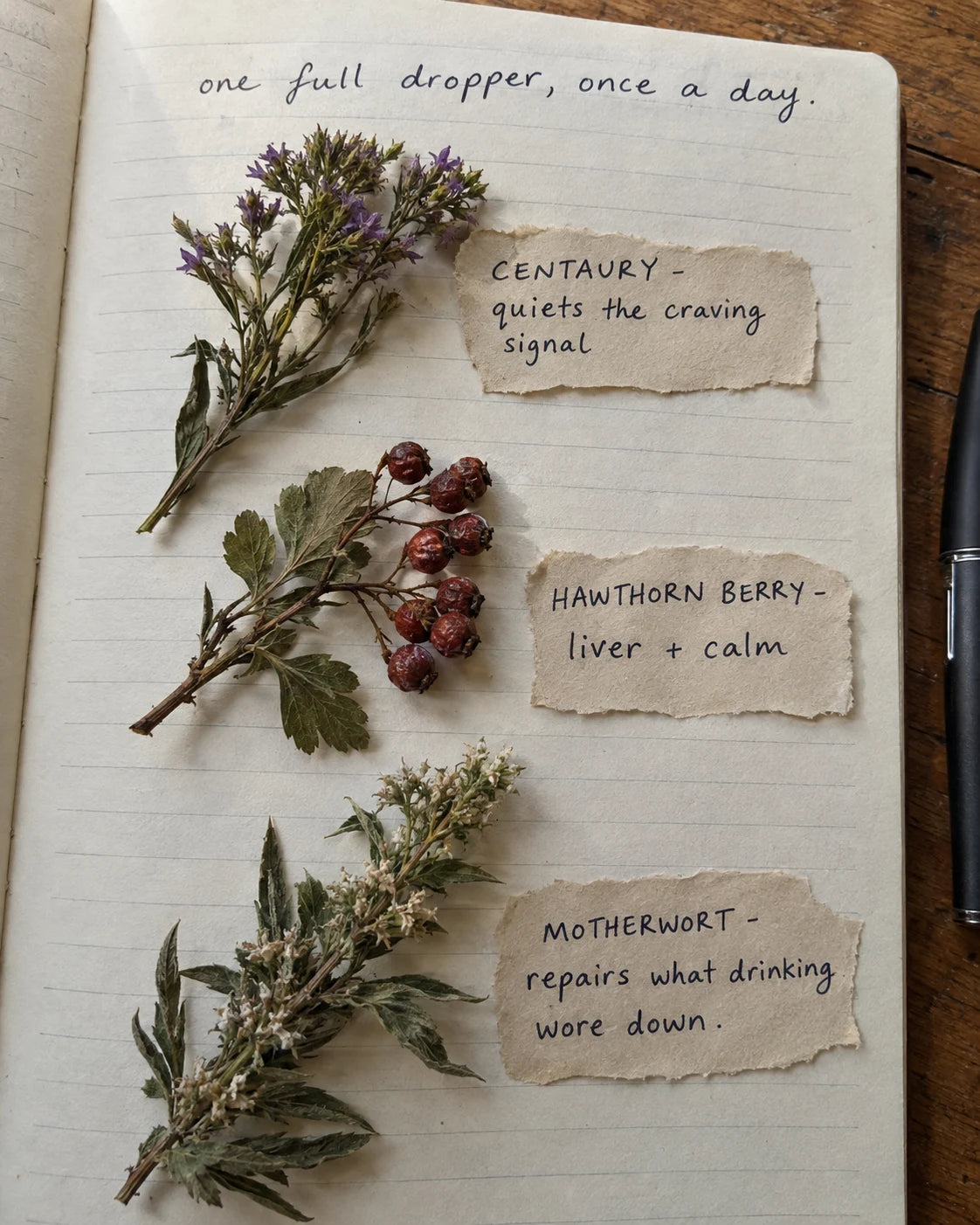 Centaury, Hawthorn Berry, and Motherwort laid out on a journal page with handwritten labels